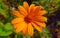Tithonia diversifolia is commonly known as theÂ tree marigold, Mexican tournesol